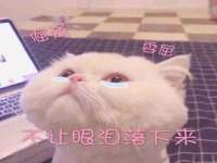 北京辉夜鼎网络科技有限公司