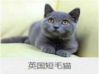 北京辉夜鼎网络科技有限公司