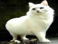 北京辉夜鼎网络科技有限公司