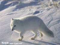 北京辉夜鼎网络科技有限公司